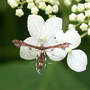 Plume Moth on Hydrangea Annabelle (lacecap) (Hydrangea aborescens "Annabelle")