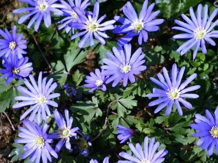 Anemone blanda - March 2008 (Anemone blanda (Anemone))