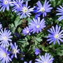 Anemone blanda (Anemone)