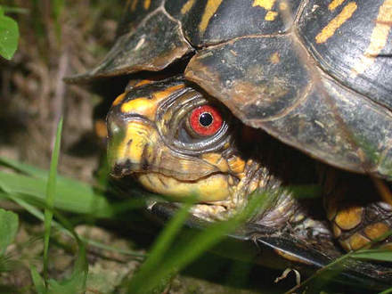 Male Eastern Box Turtle