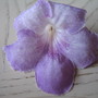Pink Ice a hybrid from Uk (Streptocarpus)