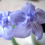 Streptocarpus Blue Heaven (Streptocarpus)