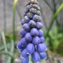 Grape hyacinth (Muscari) (Muscari armeniacum (Grape hyacinth))