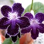 Streptocarpus Starry Night (Streptocarpus)