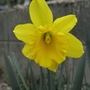 Narcissus