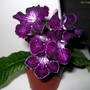 Streptocarpus Bristol´s Tractor Beam (Streptocarpus)