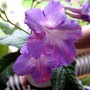 Streptocarpus Bristol´s Party Boy (Streptocarpus)