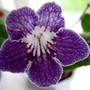 Streptocarpus Frankens BorderLine (Streptocarpus)