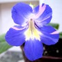 Streptocarpus Bristol´s Party Girl (Streptocarpus)