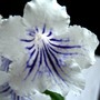 Streptocarpus Guidelines (Streptocarpus)