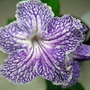 Streptocarpus Calico Print (Streptocarpus)