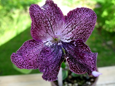 Streptocarpus Hototogisu (Streptocarpus)