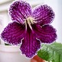 Streptocarpus Jason (Streptocarpus)