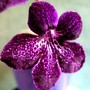 Streptocarpus Bristol´s Leopard Skin (Streptocarpus)