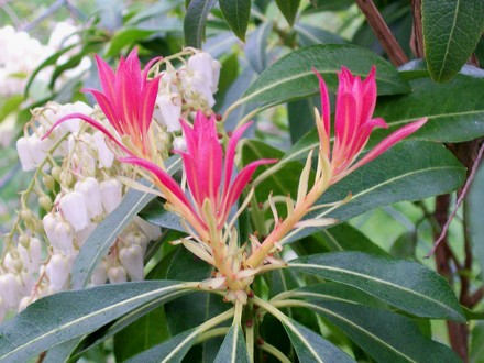 23_3_2.jpg (Pieris japonica (Lily of the valley bush))