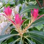 Pieris japonica (Lily of the valley bush)