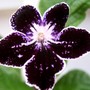 Streptocarpus Museum of Art (Streptocarpus)