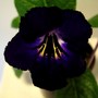 Streptocarpus Michael (Streptocarpus)