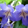 Streptocarpus Niels Broadway (Streptocarpus)