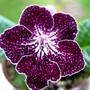 Streptocarpus Purple Peppar (Streptocarpus)