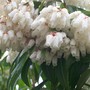 23_3_4.jpg (Pieris japonica (Lily of the valley bush))