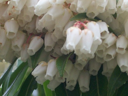 23_3_6.jpg (Pieris japonica (Lily of the valley bush))
