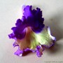 Streptocarpus Silvia (Streptocarpus)