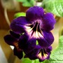 Streptocarpus Spiritual Corridor (Streptocarpus)
