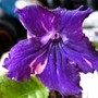 Streptocarpus Jules (Streptocarpus)