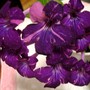 Streptocarpus Fancy Pants (Streptocarpus)