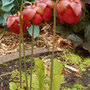 Sarracenia_x_catesbaei