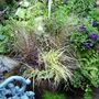 Mixed planting in a pot