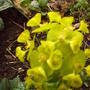 euphorbia_1_019.jpg