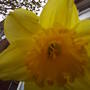 daffodil_1_022.jpg