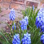 spring_2008_hyacinth_1_016.jpg