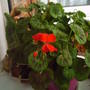 geraniums_over_winter_1_013.jpg