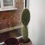 house_plant_1_005.jpg