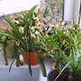house_plant_1_014.jpg