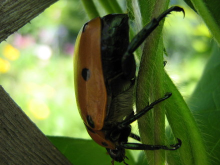 Pelidnota punctata  Grapevine Beetle