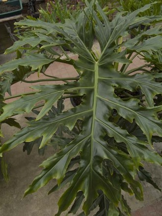 Gardeners ought to be even more adventurous (within reason) (Philodendron selloum)