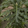Philodendron_selloum