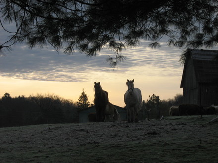 Farm Horses...early morning