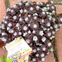Sedum purpureum planted in rockery today. (Sedum spectabile (Ice plant))