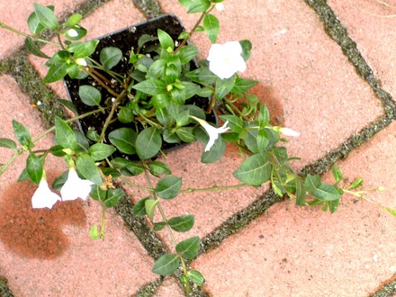 Vinca minor (Vinca minor (Lesser periwinkle))