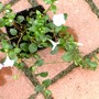 Vinca minor (Lesser periwinkle)
