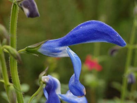 Blue Salvia