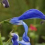 Blue Salvia