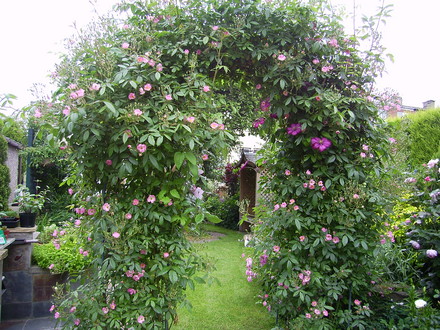 Rose Arch