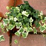 Hedera winterheart (Hedera helix (English ivy))
