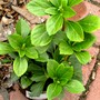 Pachysandra terminalis